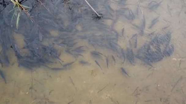 Una Gran Escuela Peces Montón Peces Agua Hermosa Carpa Río — Vídeos de Stock