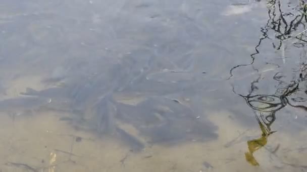 Sebuah Sekolah Besar Ikan Banyak Ikan Dalam Air Ikan Gurami — Stok Video