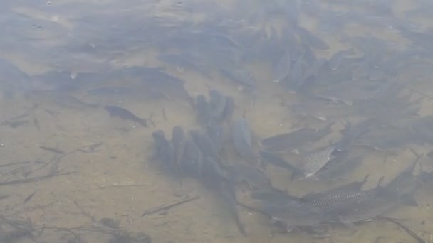 Duża Szkoła Ryb Sporo Ryb Wodzie Piękny Karaś Rzeczny — Wideo stockowe