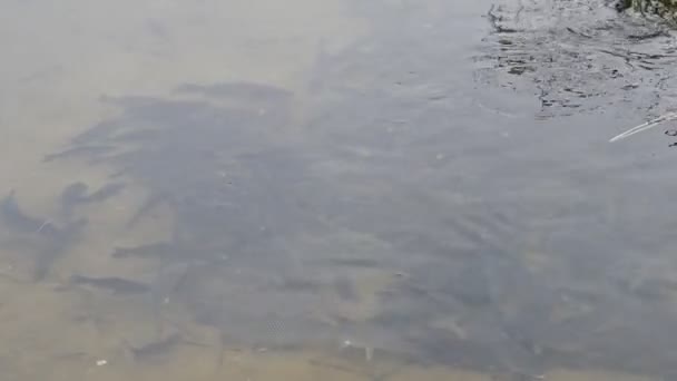 Una Gran Escuela Peces Montón Peces Agua Hermosa Carpa Río — Vídeos de Stock