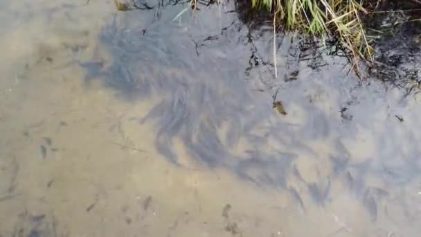 Una Gran Escuela Peces Montón Peces Agua Hermosa Carpa Río — Vídeos de Stock