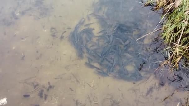 Una Gran Escuela Peces Montón Peces Agua Hermosa Carpa Río — Vídeos de Stock