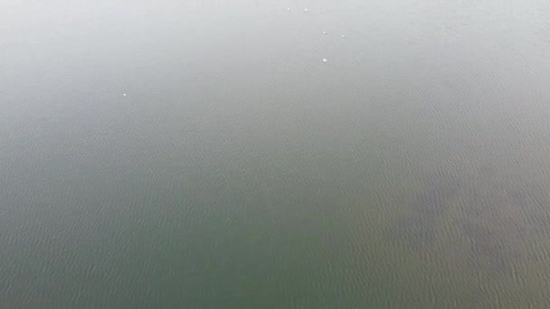 Vista Superior Lago Aves Água — Vídeo de Stock