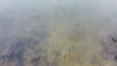 Sudaki yansıma. Ağaçlar nehirde yansır.