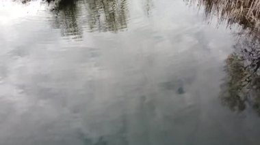 Sudaki yansıma. Ağaçlar nehirde yansır.