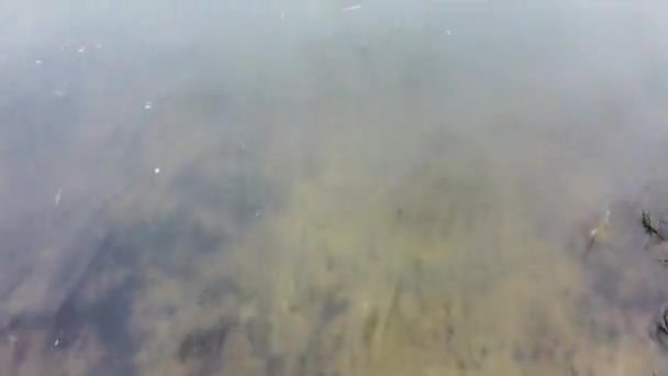 水の中の反射 木は川に映し出され — ストック動画