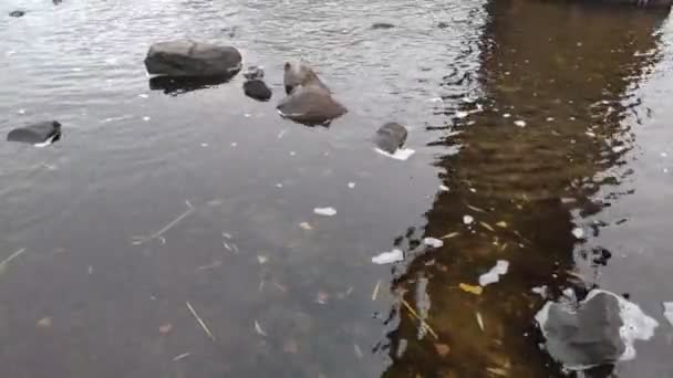 秋天的风景 有一条河 空旷的海滩在冬天 水和石头 — 图库视频影像