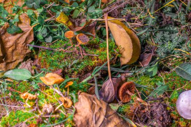 Güzel kahverengi mantarlar. Mantar ve yeşil yosun. Ormanda küçük mantarlar