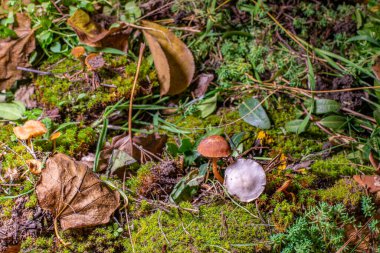 Güzel kahverengi mantarlar. Mantar ve yeşil yosun. Ormanda küçük mantarlar