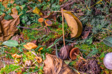Güzel kahverengi mantarlar. Mantar ve yeşil yosun. Ormanda küçük mantarlar