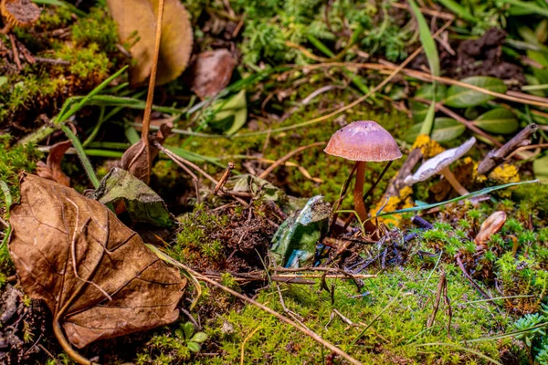 Belos Cogumelos Castanhos Cogumelos Musgo Verde Pequenos Cogumelos Floresta — Fotografia de Stock
