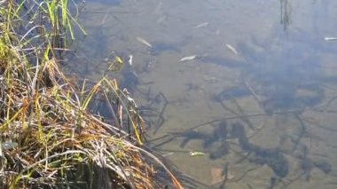 Nehirde soğuk, temiz su var. Kum ve algler nehrin tepesinde.