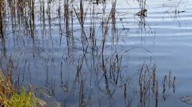 Nehirde soğuk, temiz su var. Kum ve algler nehrin tepesinde.