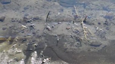 Nehirde soğuk, temiz su var. Kum ve algler nehrin tepesinde.