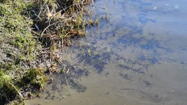 Rzeczywisko Water River Piaszczysta Algi Bocie River — Wideo stockowe