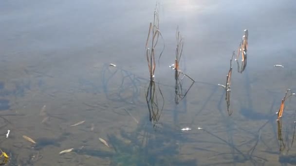 Nehirde Soğuk Temiz Var Kum Algler Nehrin Tepesinde — Stok video
