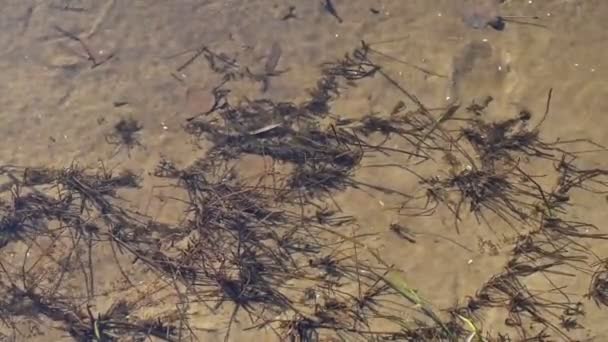 川の冷たい澄んだ水 川の底に砂の藻類 — ストック動画