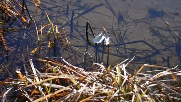 Nehirde Soğuk Temiz Var Kum Algler Nehrin Tepesinde — Stok video