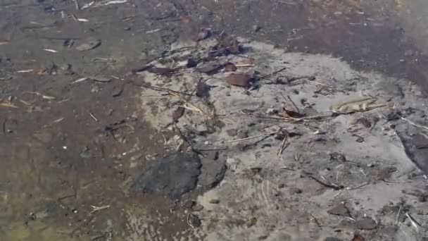 川の冷たい澄んだ水 川の底に砂の藻類 — ストック動画