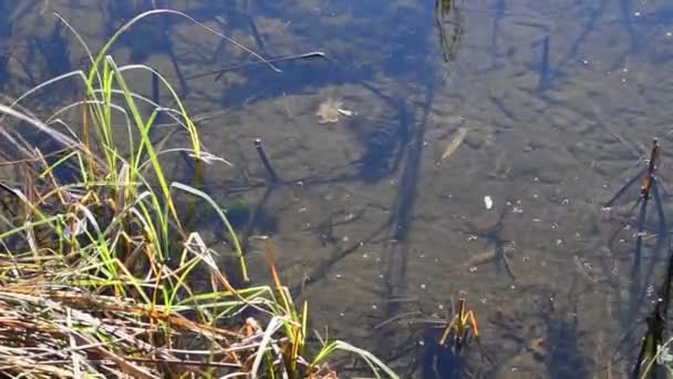 清凉清澈的水在里 Sand Algae Bottom River — 图库视频影像