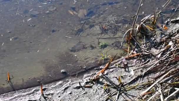 Rzeczywisko Water River Piaszczysta Algi Bocie River — Wideo stockowe
