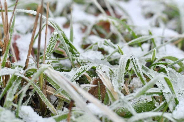 ice and snow on green grass. frozen grass and dry leaves