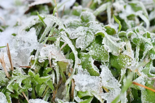 ice and snow on green grass. frozen grass and dry leaves