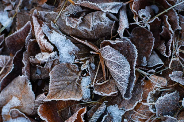 Folhas Castanhas Chão Folhas Secas Congeladas Geada Folhas Outono — Fotografia de Stock