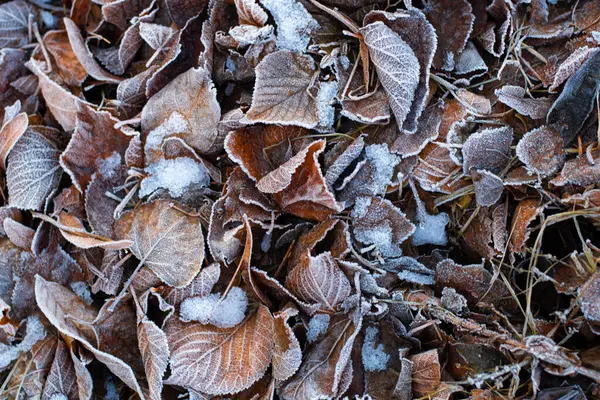 Folhas Castanhas Chão Folhas Secas Congeladas Geada Folhas Outono — Fotografia de Stock