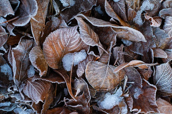 地面に茶色の葉 乾燥冷凍葉 秋の紅葉の霜 — ストック写真