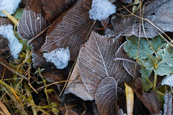 地面に茶色の葉 乾燥冷凍葉 秋の紅葉の霜 — ストック写真