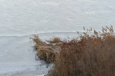 Nehirdeki buz. Nehirli kış manzarası. Kıyıda su ve sazlıklar. Kışın sudaki yansıma