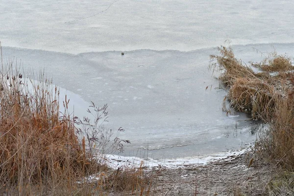 ice on the river. winter landscape with a river. water and reeds on the shore. reflection in the water in winter