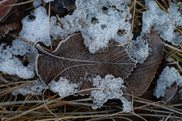 地上的褐色叶子 冻干的叶子 秋叶上的霜 — 图库照片