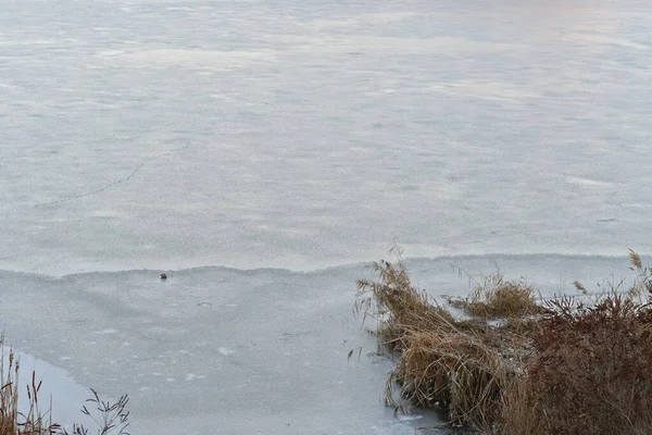 河里的冰 有河流的冬季风景 岸上的水和芦苇 冬季倒映在水里 — 图库照片