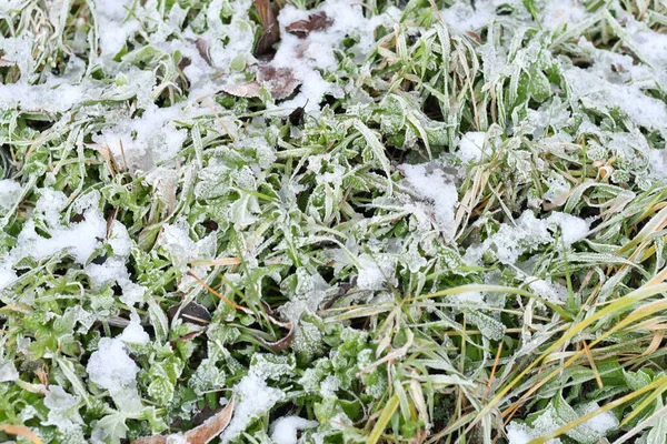 ice and snow on green grass. frozen grass and dry leaves