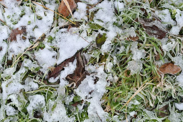 Glace Neige Sur Herbe Verte Herbe Congelée Feuilles Sèches — Photo