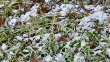 Nehirdeki buz. Nehirli kış manzarası. Kıyıda su ve sazlıklar. Kışın sudaki yansıma