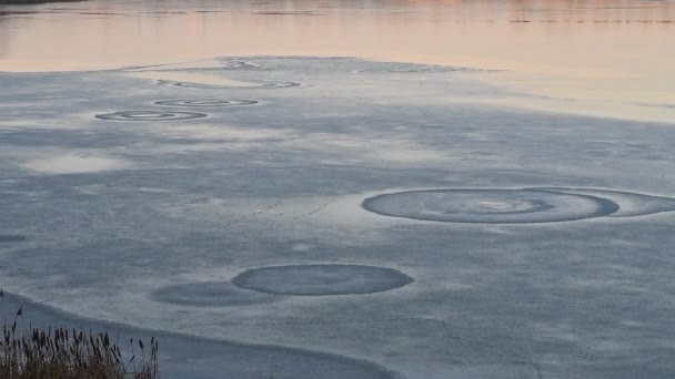 Glace Sur Rivière Paysage Hivernal Avec Une Rivière Eau Roseaux — Video