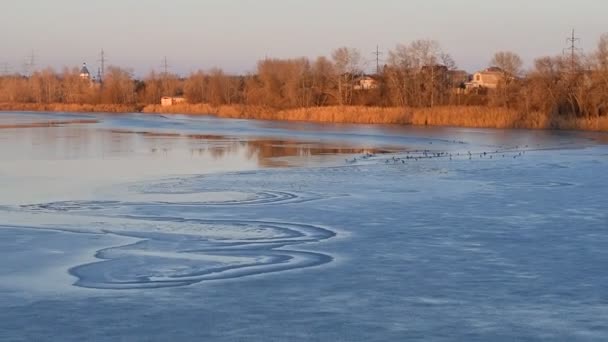 Лед Реке Зимний Пейзаж Рекой Вода Тростник Берегу Отражение Воде — стоковое видео