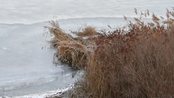 Gelo Rio Paisagem Inverno Com Rio Água Juncos Costa Reflexão — Vídeo de Stock