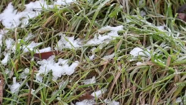 Лед Снег Зеленой Траве Замороженная Трава Сухие Листья — стоковое видео
