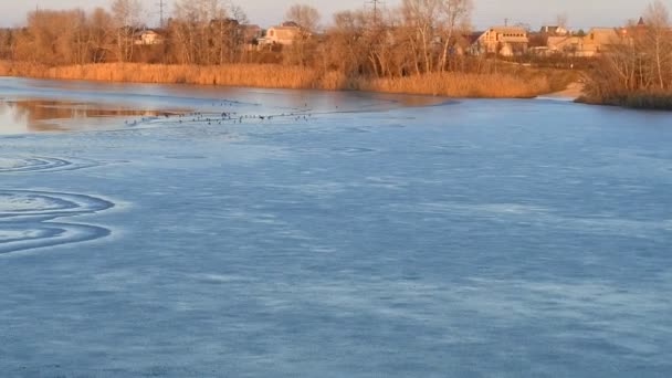 Floden Vinterlandskap Med Flod Vatten Och Vass Stranden Reflektion Vattnet — Stockvideo