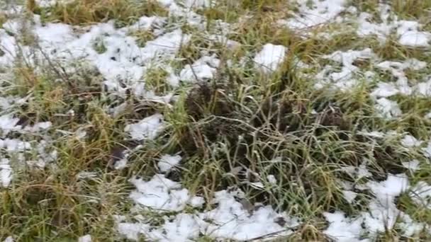 Gelo Neve Grama Verde Grama Congelada Folhas Secas — Vídeo de Stock