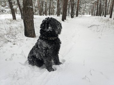 Büyük siyah köpek. Kardaki köpek. Komik köpek ve kar. Siyah Teriyer