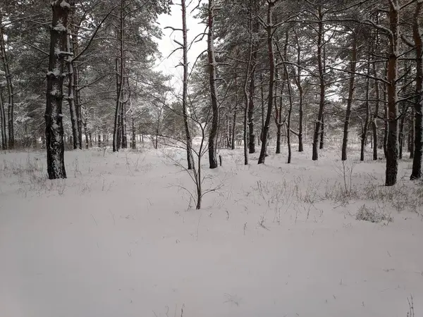 Karda Çam Ormanı Uzun Ağaçlar Kar Kışın Ormandaki Manzara — Stok fotoğraf