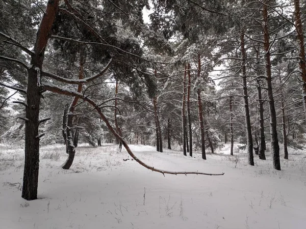 pine forest in the snow. tall trees and snow. landscape in the forest in winter