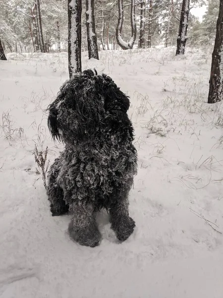 Big Black Dog Dog Snow Funny Dog Snow Black Terrier — Stock Photo, Image