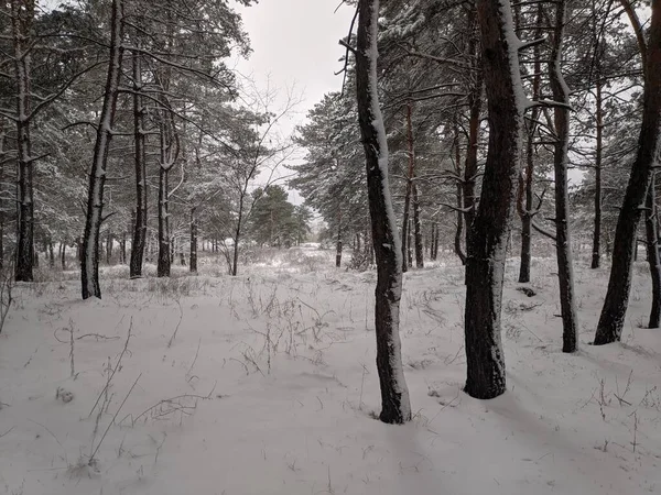 Pinhal Neve Árvores Altas Neve Paisagem Floresta Inverno — Fotografia de Stock