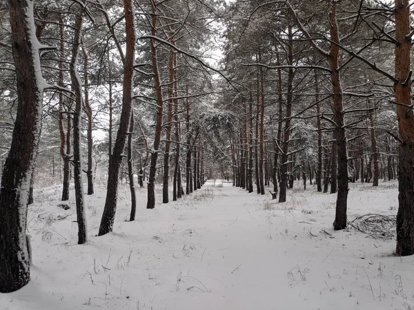 Pinhal Neve Árvores Altas Neve Paisagem Floresta Inverno — Fotografia de Stock